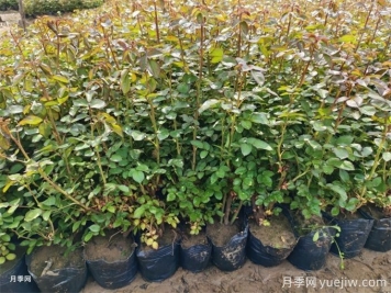 月季修剪過(guò)后馬上施肥，對促發(fā)筍芽很重要