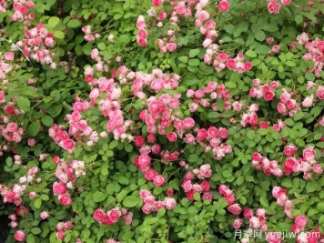 胭脂扣月季，爆花月季花里的天花板