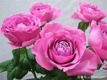 懷舊優(yōu)雅月季，濃香抗病的大花月季