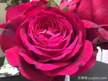詹尼斯月季，又大又香的大紅大花