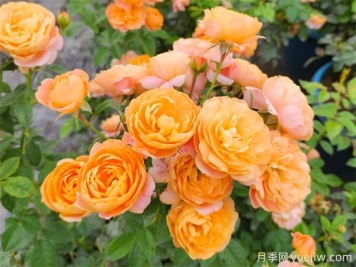 沒(méi)院子不能養月季花？小型月季照樣美爆陽(yáng)臺！