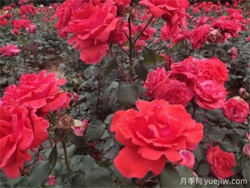 月季花的詳細介紹，月季花對人體有哪些好處呢？