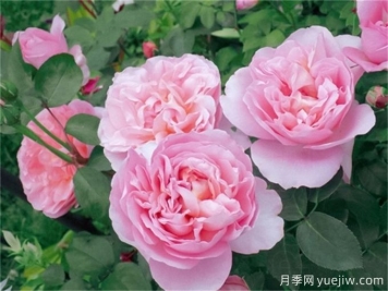 舍農索城堡的女人月季，愛(ài)上她理由很多