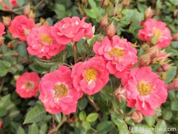 微型月季花（鉆石月季）怎么養？