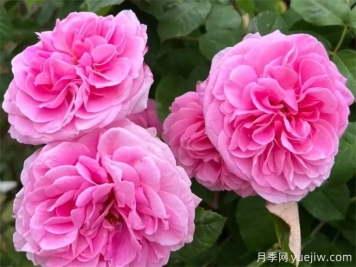 格特魯德杰基爾月季，花艷香濃，花期長(cháng)抗病強