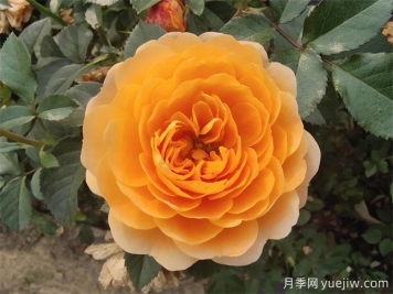 最適合陽(yáng)臺養的10種月季，開(kāi)花超級多！