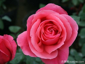 月季名片，四季常春月季花