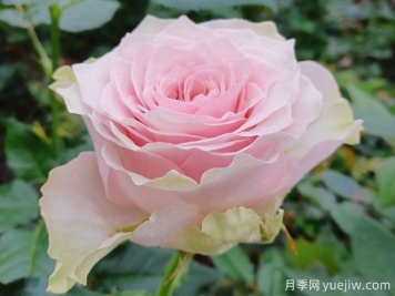 鄉村牡丹月季/鄉村精神牡丹