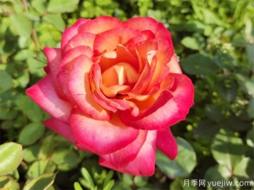 88個(gè)花卉基本知識點(diǎn)，必須收藏