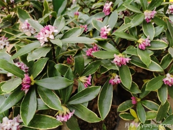 20種耐寒的花卉，讓冬天也能花開(kāi)燦爛