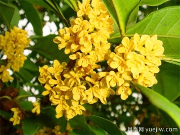 桂花有幾種顏色？