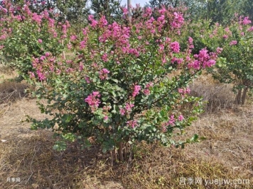 紫薇什么時(shí)候開(kāi)花？