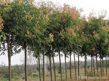 欒樹(shù)的品種分類(lèi)及其文化屬性