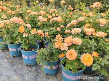 夏季盆栽月季澆水要點(diǎn)，忽略細節容易悶根枯萎
