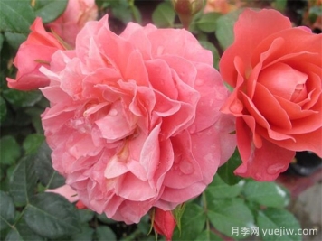 芳香王陽(yáng)臺月季/香香公主/蜜桃果汁