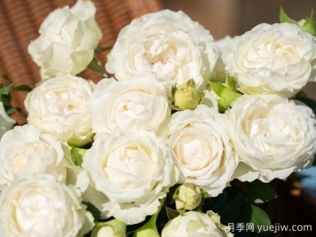 云夢(mèng)月季