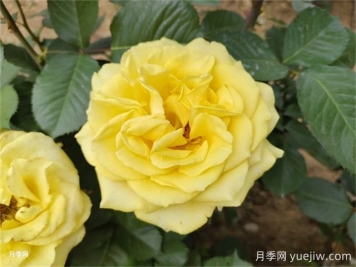 一年生、二年生，多年生園林花卉的使用和區別