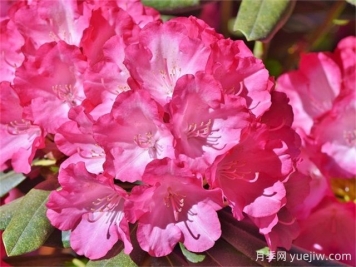 杜鵑花和映山紅的區別