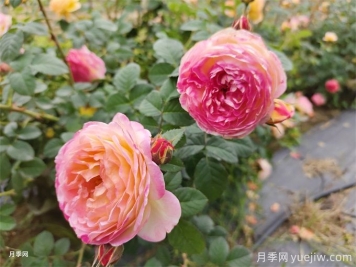 為什么月季卻光長(cháng)葉子不開(kāi)花呢？