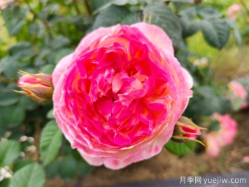 詹森月季是多季花，養護容易嗎？