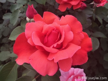 花朵大，長(cháng)勢強，還得是緋扇月季