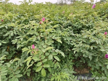 苦水玫瑰病蟲(chóng)害防治技術(shù)