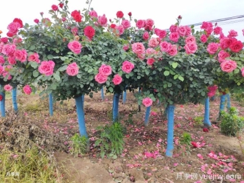 什么樣的苗子最受綠化工程歡迎？