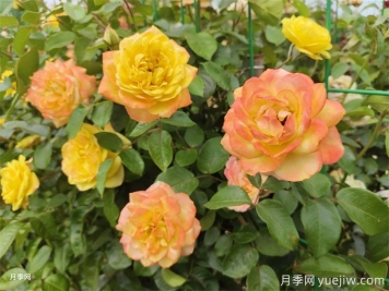 迪慶月季應用和景觀(guān)圖集