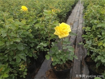 網(wǎng)購月季小苗，需要剪掉花苞嗎？