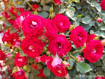 夏季月季花越開(kāi)越小怎么辦？