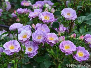 藍色玫瑰的花語(yǔ)是什？藍色玫瑰的寓意和象征