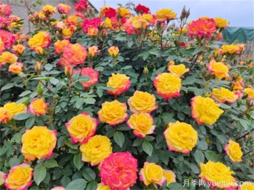 彩虹玫瑰的花語(yǔ)是什么？彩虹玫瑰的寓意和象征