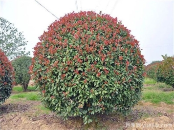 紅葉石楠造型如何修剪和管理？