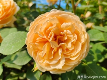 月季薔薇玫瑰，怎樣辨認薔薇三姐妹？