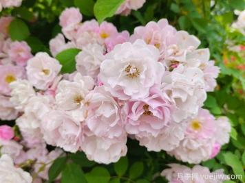 薔薇怎樣管理與養護？
