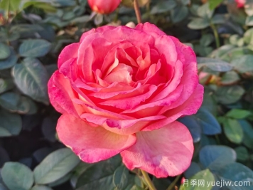 南陽(yáng)月季繁育基地教你輕松辨別月季、玫瑰和薔薇
