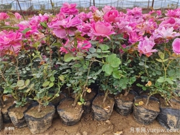 植物花卉的繁殖有幾種方式？家庭養花該如何選擇？