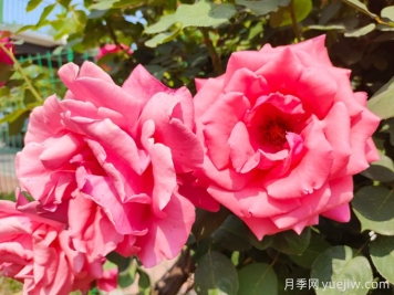 月季之美，在于持久不衰的芬芳