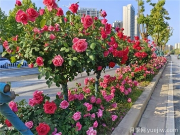 南陽(yáng)市召開(kāi)世界月季名城規劃匯報會(huì )