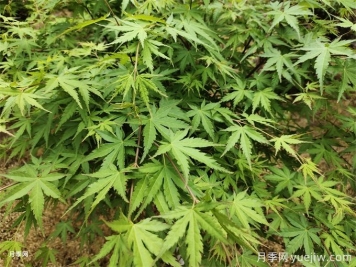 常見(jiàn)的30種色葉植物，為城市園林增綠添彩