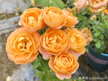 果汁陽(yáng)臺杯苗美植袋苗加侖盆苗棒棒糖批發(fā)