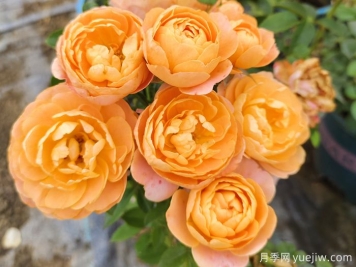 為什么大家獨愛(ài)果汁陽(yáng)臺月季？