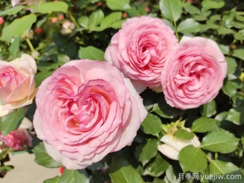 7種顏色的月季花，搞怪花語(yǔ)分別是什么？
