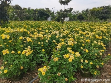 處暑節氣后月季的日常養護