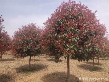 推薦20種彩葉樹(shù)種，用于園林綠化造景