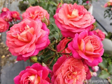 月季的花語(yǔ)是什么？什么時(shí)候開(kāi)花？
