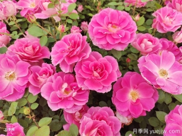 逃離月季坑的理由是什么，你也是因為藥罐子嗎？