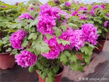 江南地區適宜栽種的觀(guān)賞牡丹品種和病蟲(chóng)害防治