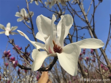 白玉蘭延長(cháng)花期小竅門(mén)