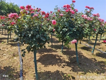 夏秋季節移植樹(shù)狀月季的養護管理